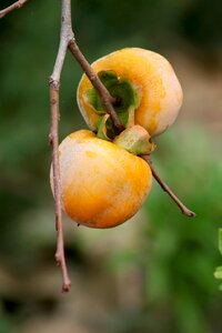 Bush kaki plum garden