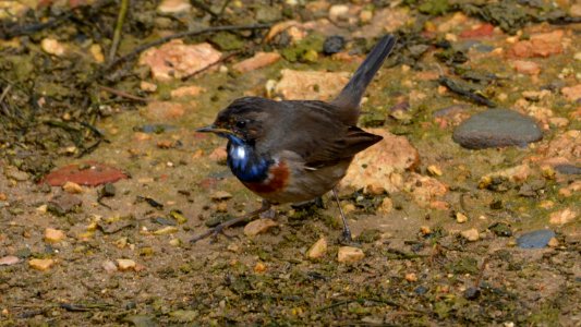 Bluethroat2 photo