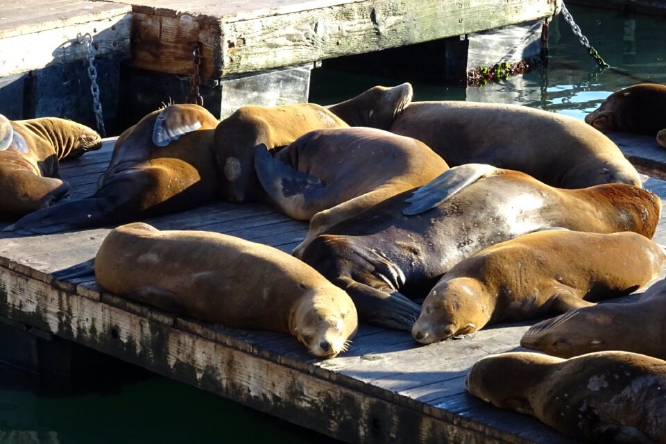 Wildlife mammal fauna
