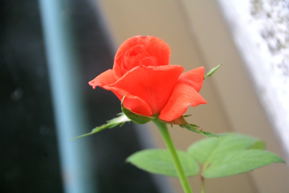 Flor, flors