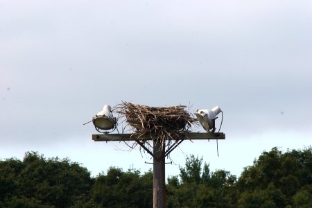 Osprey Nest on light tower