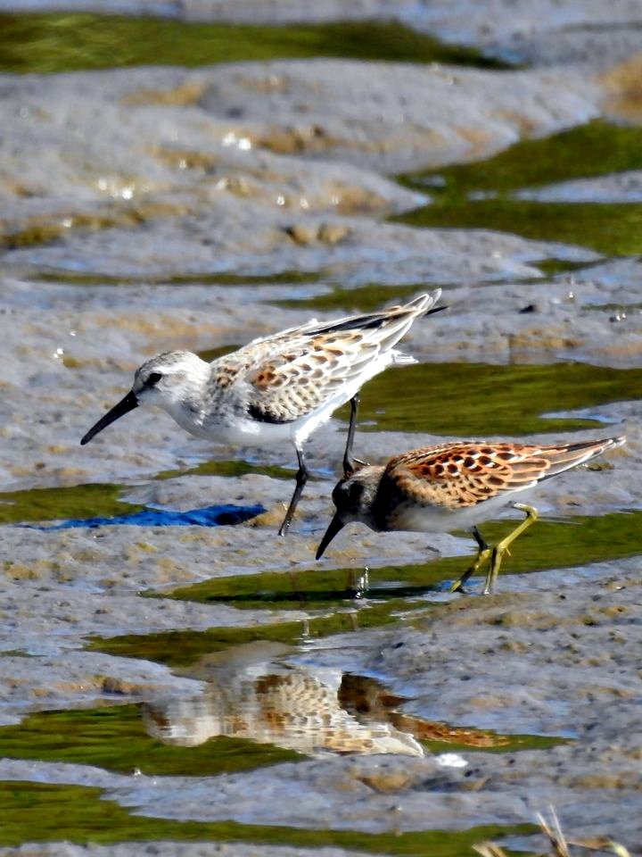 Western Sandpiper with Least Sandpiper
