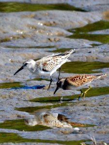 Western Sandpiper with Least Sandpiper photo