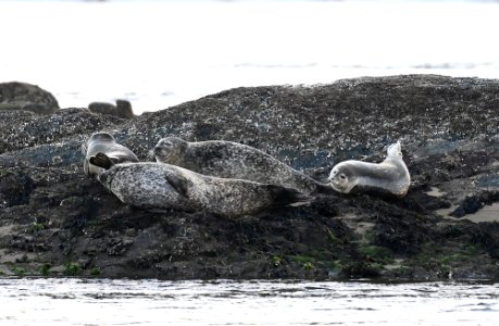 Harbor Seals at Parker River National Wildlife Refuge photo