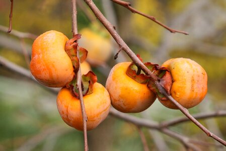 Bush kaki plum garden