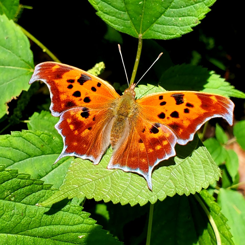 Question Mark Butterfly on Letart Island, Ohio River Islands National Wildlife Refuge