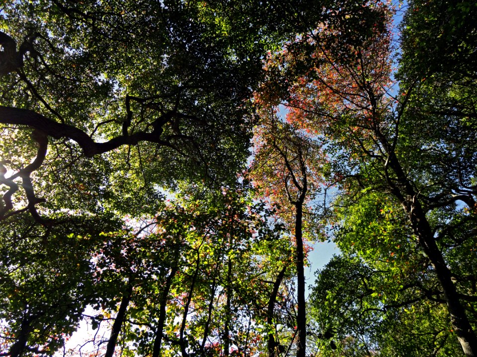 Trees