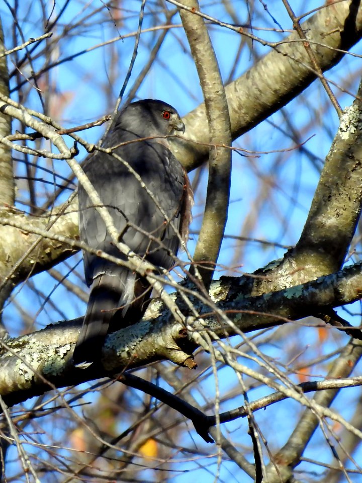 Cooper's Hawk