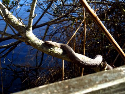 Brown Water Snake