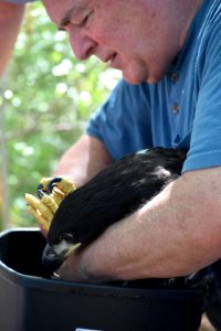 Cooling eaglet with water while preparing to return bald eaglet to nest at Eastern Neck National Wildlife Refuge