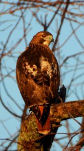 Red-tailed Hawk at Eastern Neck National Wildlife Refuge
