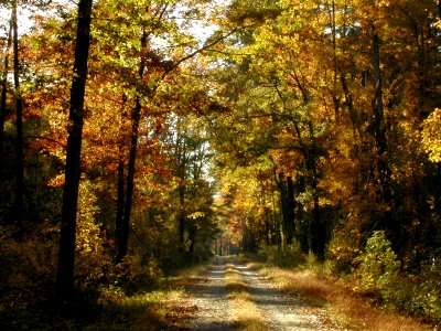 Great Dismal Swamp National Wildlife Refuge: Peaks October 22 – October 28