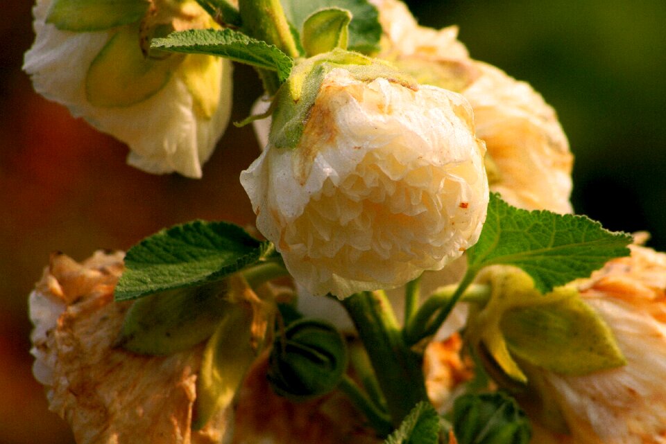 Garden flowers flower garden