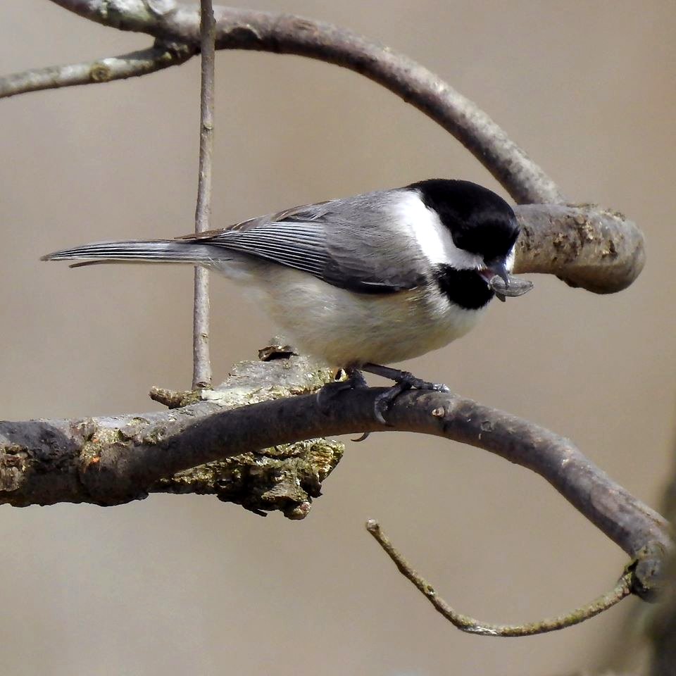 Carolina Chickadee Ohio River Islands National Wildlife Refuge