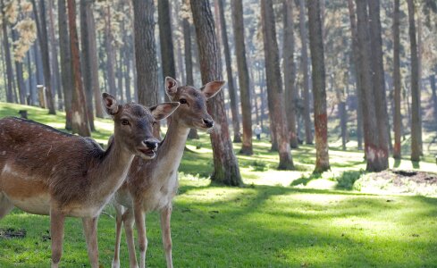 Nature animal mammal