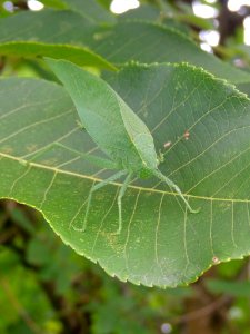 Katydid photo