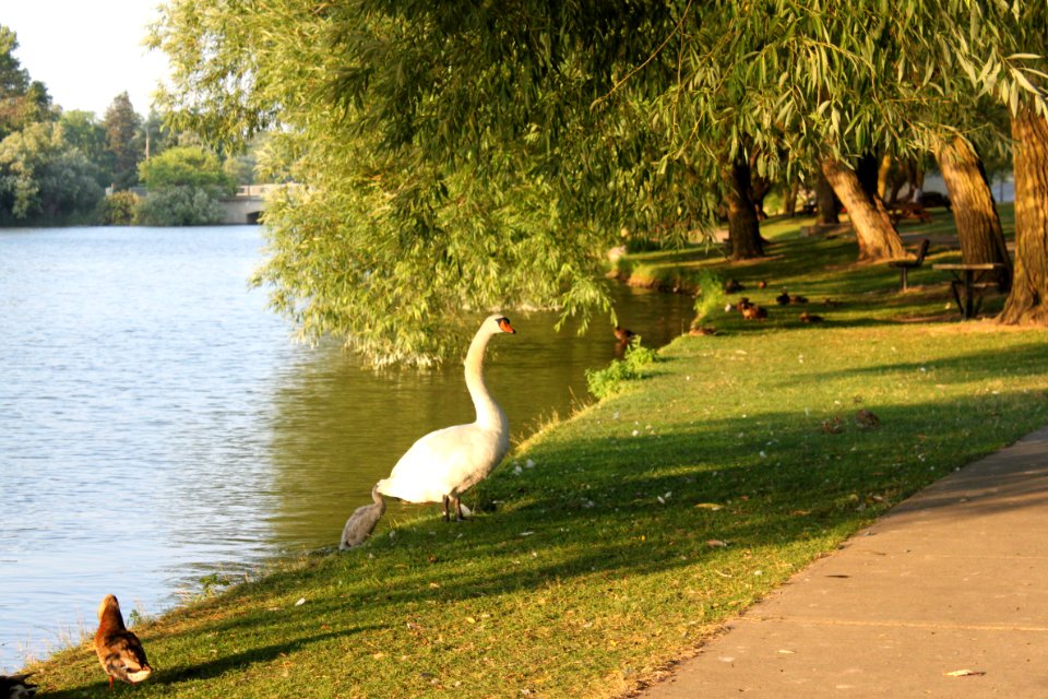 Big Swan