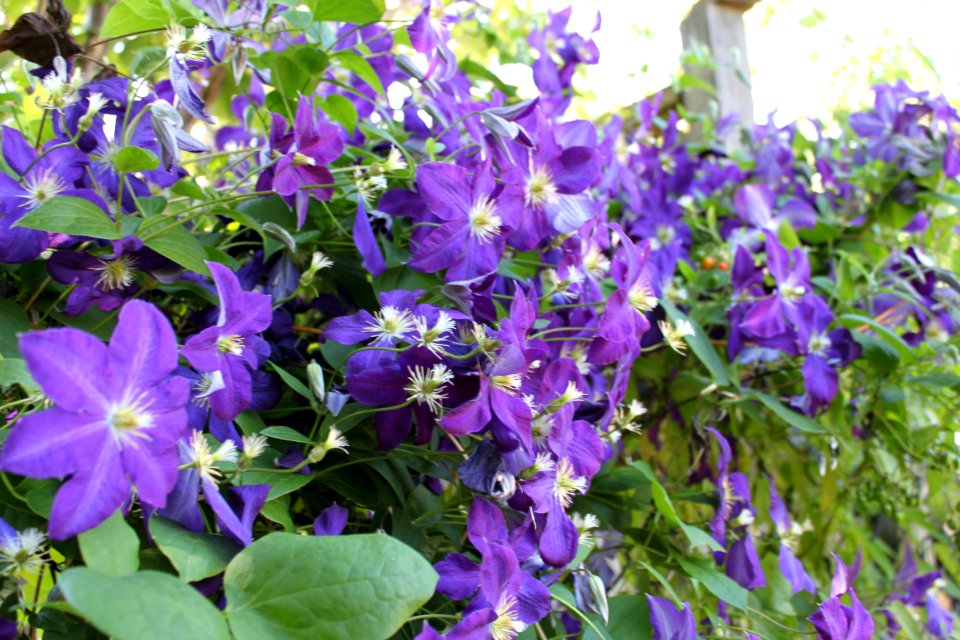 Clematis