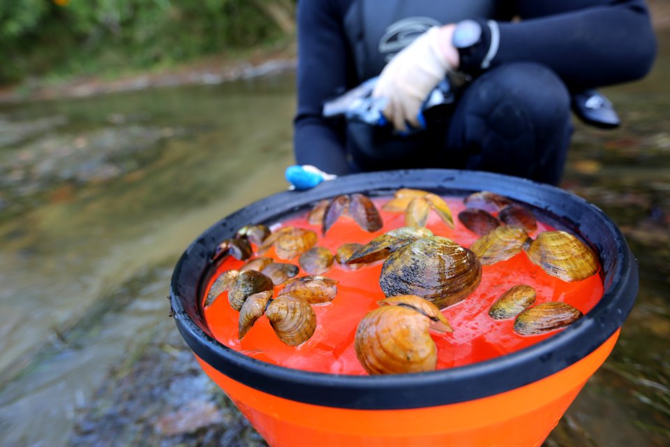 Dead mussels