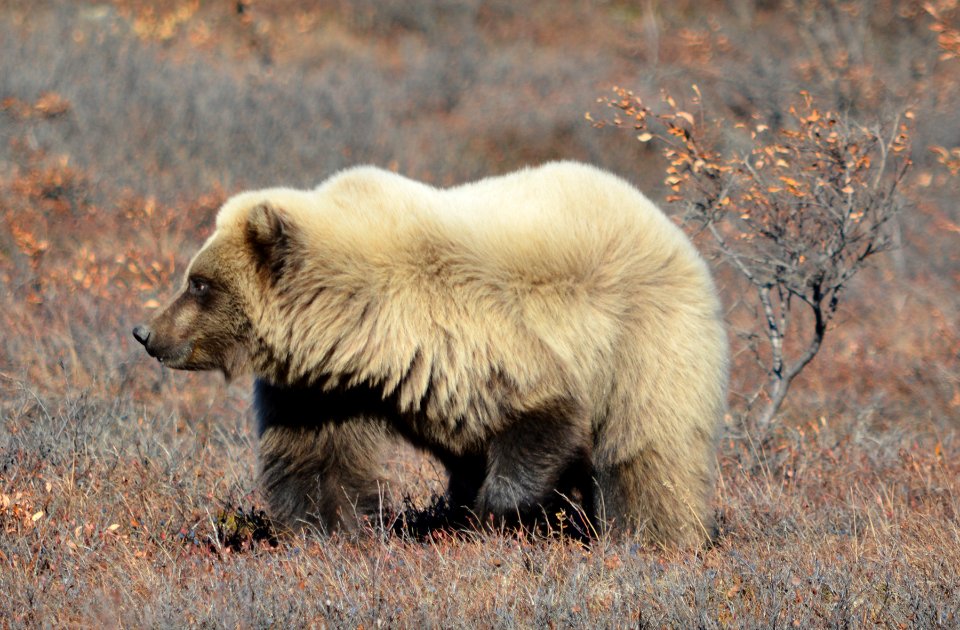 Autumn 2018 in Denali