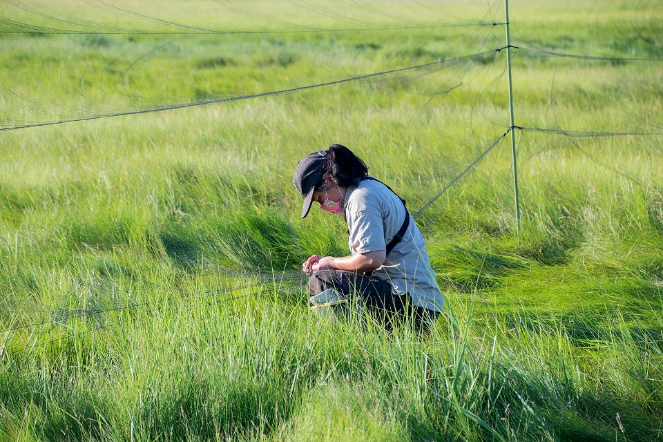 USFWS Biologist mistnetting for saltmarsh sparrows