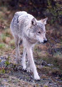Gray Wolf photo