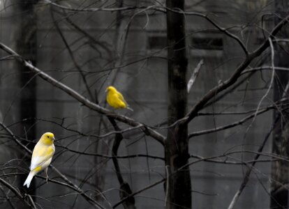 Tree branches bright photo