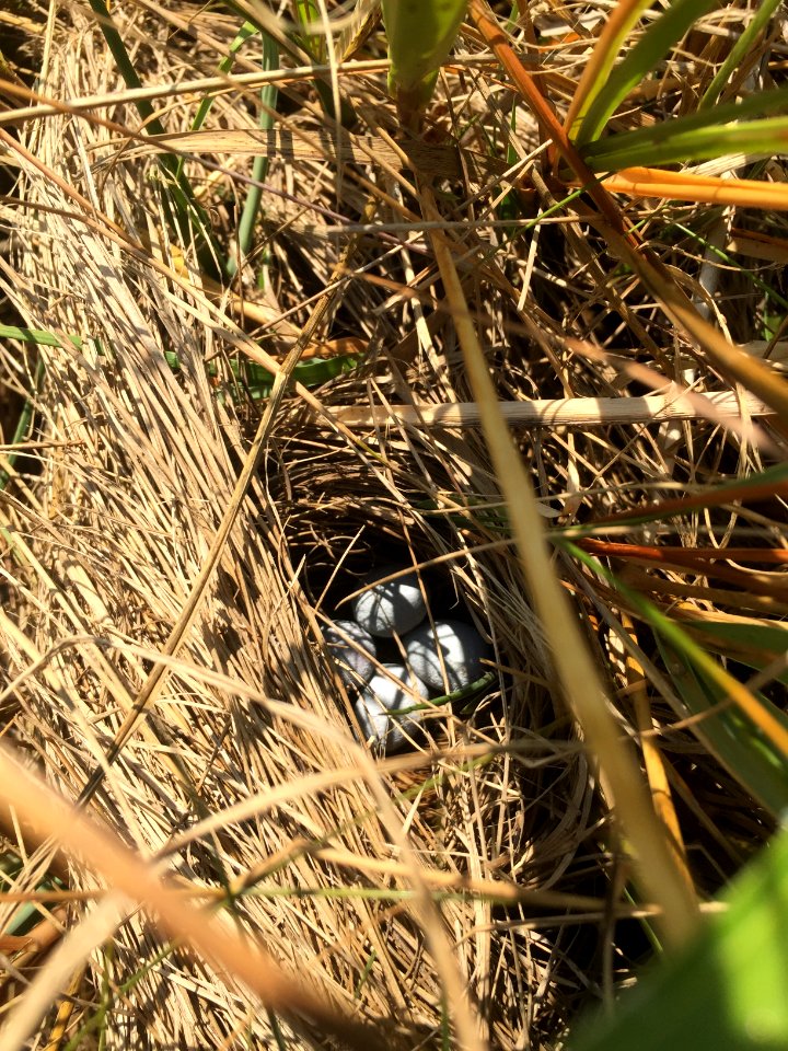 An experimental nest of fake eggs