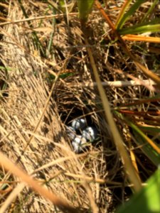 An experimental nest of fake eggs