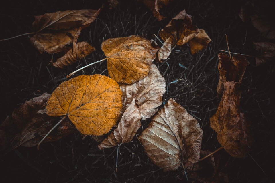 Nature yellow leaf