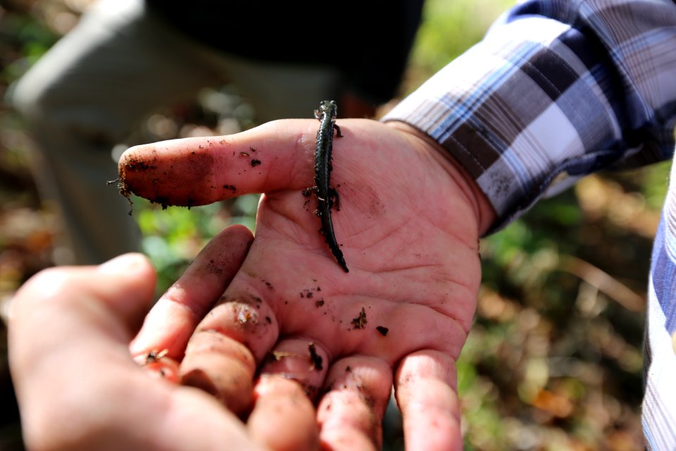 Peaks of Otter salamander