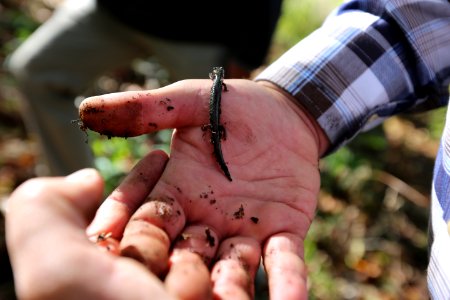 Peaks of Otter salamander