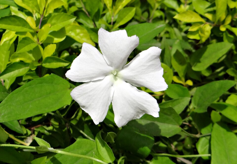 Thunbergia fragrans sweet clock vine white thunbergia