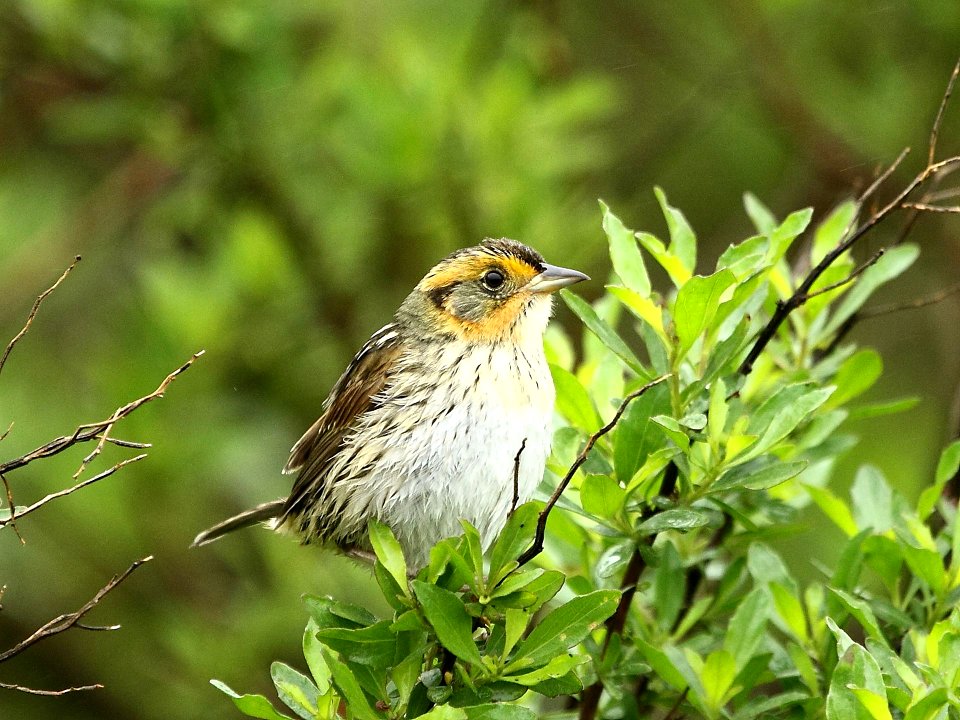 Saltmarsh sparrow adult