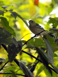 Birding in the fall can be a challenge (which is part of what makes it fun)! The birds are obscured by large leaves, are often in the shade of dense foliage, and are not very colorful or distinctively marked, since they are no longer in breeding plumage. photo