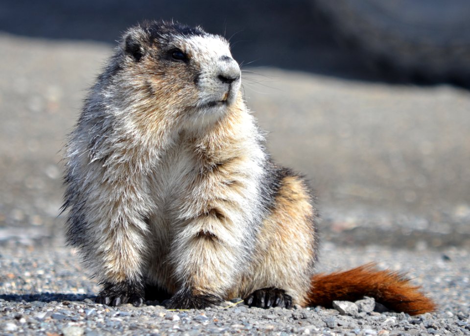 Marmot at Eielson Visitor Center