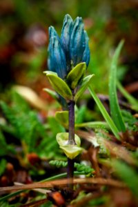 Glacous Gentian photo