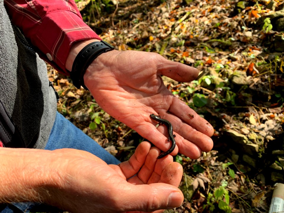 Holding the salamander