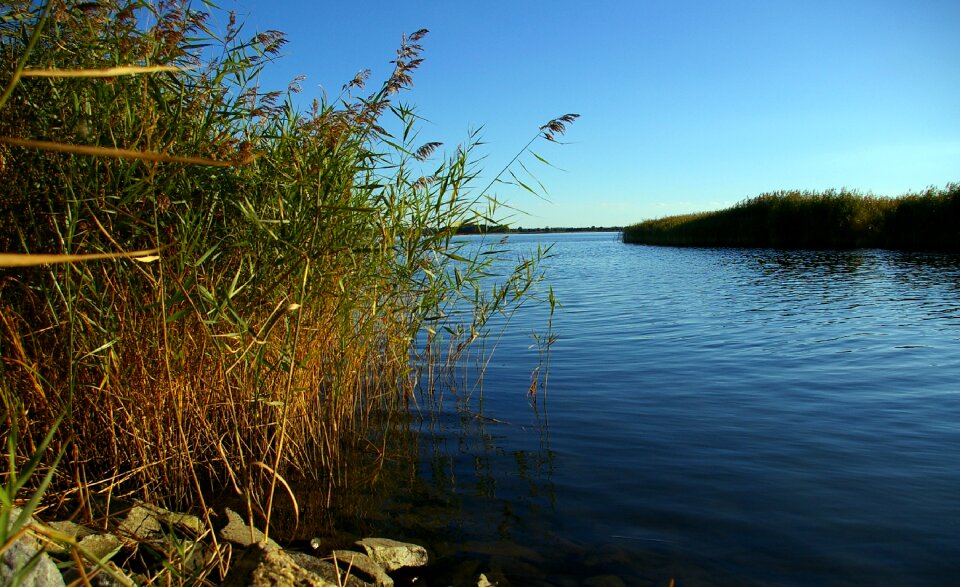 Fishing spot fish reed
