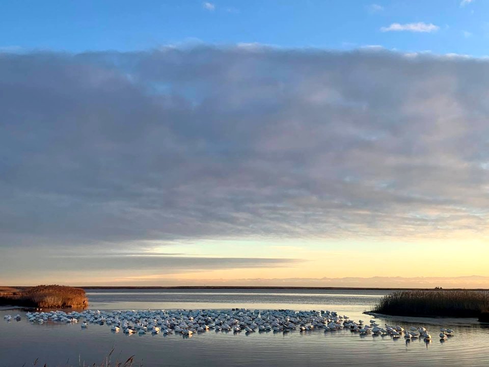 Snow Geese at Edwin B. Forsythe National Wildlife Refuge