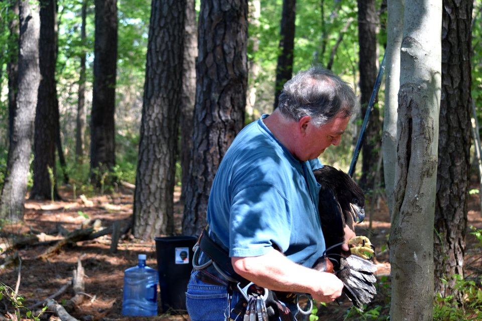 Preparing to return bald eaglet to nest at Eastern Neck National Wildlife Refuge 4-2017