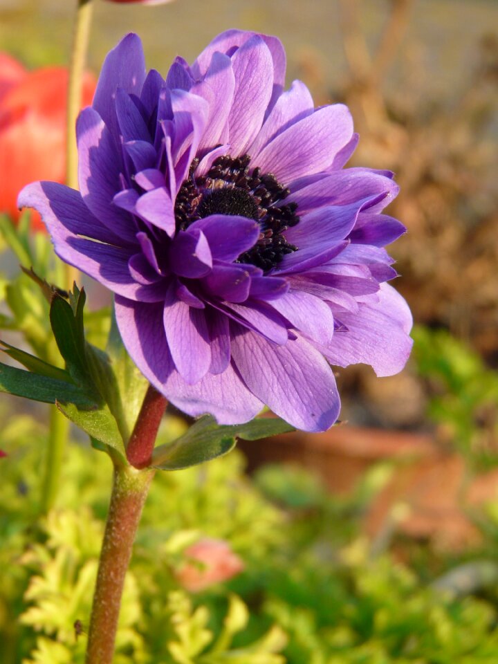 Flower spring nature