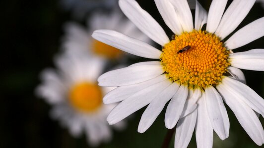 Finnish meadow plant plant