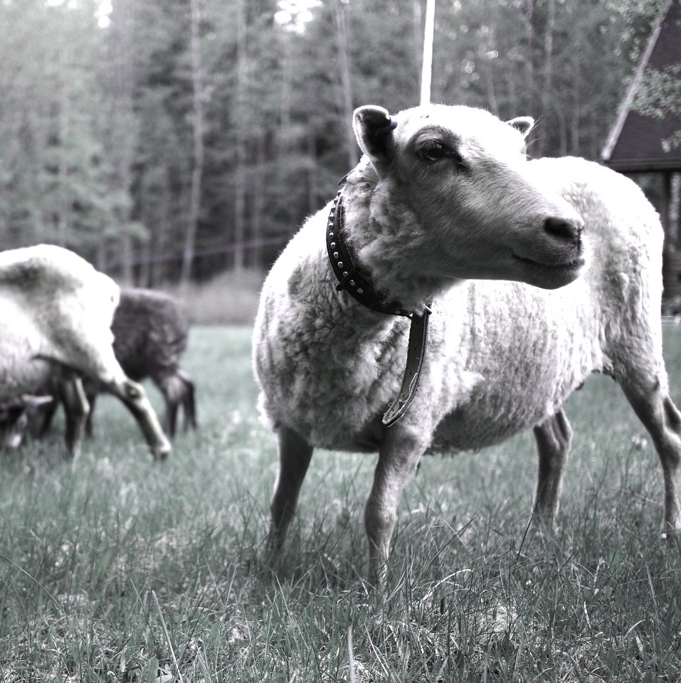 Lamb look