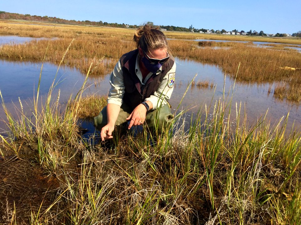 Refuge biologist checking marsh mat experiment