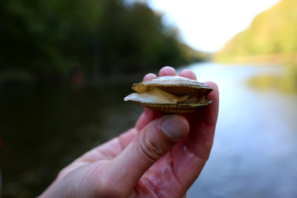 Wavy-rayed lampmussel