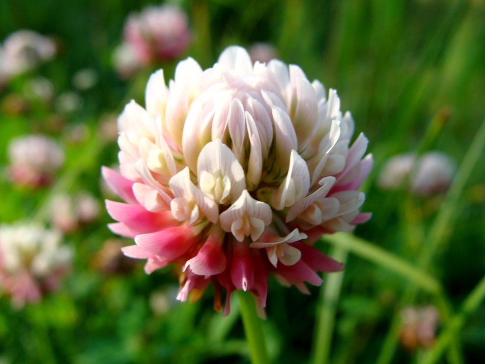 clover