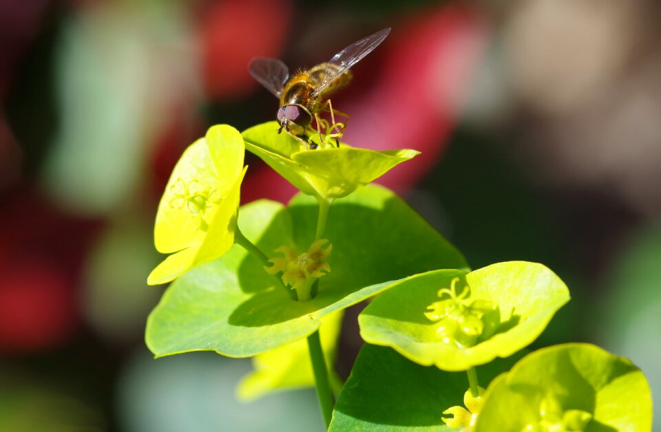 Euphorbia macro green