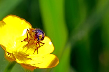 guêpe sur fleur jaune