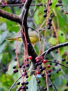 Connecticut warbler at Ohio River Islands National Wildlife Refuge